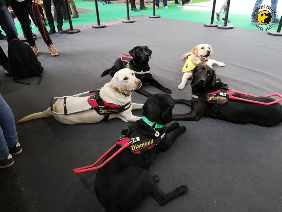 Bár sok másik kutya, tömeg is volt a kiállításon, az öt kutya higgadtan, hámmal a hátukon, körben fekszik
