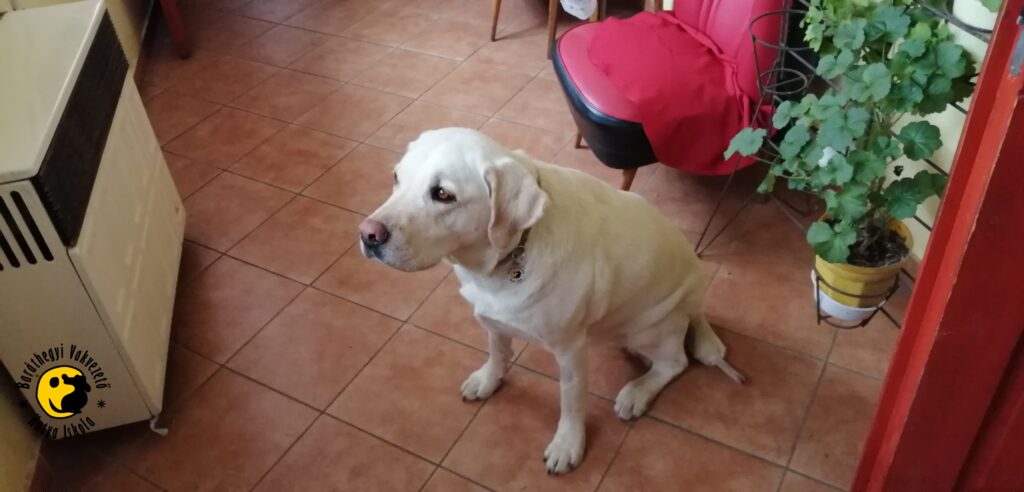 Gyomber mutet utan 2021