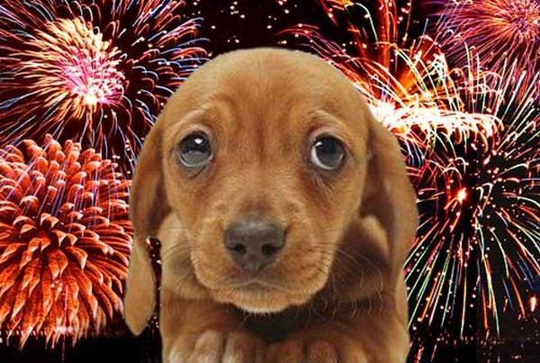 Petárda orpheus háziállat